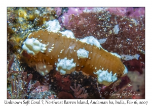 Unknown Soft Coral