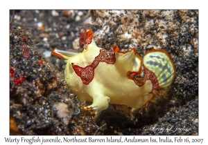 Warty Frogfish juvenile