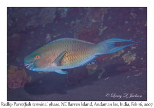 Redlip Parrotfish terminal phase