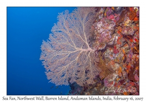 Sea Fan