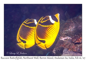 Raccoon Butterflyfish