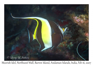 Moorish Idol