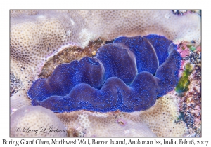 Boring Giant Clam