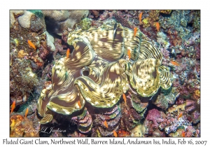 Fluted Giant Clam