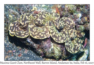 Maxima Giant Clam