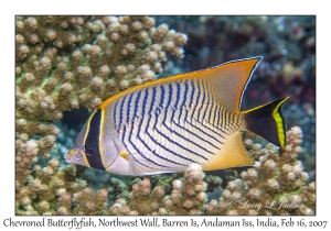 Chevroned Butterflyfish