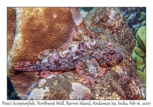 Poss's Scorpionfish