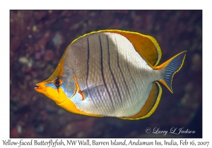 Yellow-faced Butterflyfish