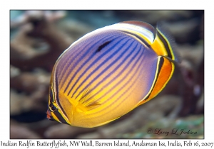 Indian Redfin Butterflyfish
