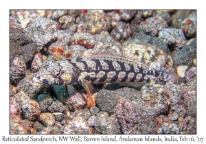 Reticulated Sandperch