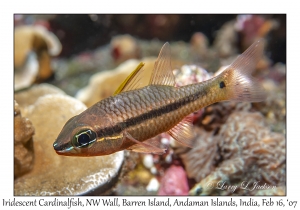 Iridescent Cardinalfish