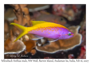 Yellowback Anthias male