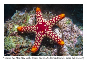 Noduled Sea Star