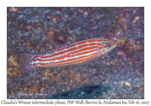 Claudia's Wrasse intermediate phase