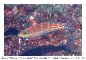 Claudia's Wrasse terminal phase