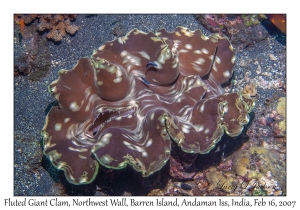 Fluted Giant Clam