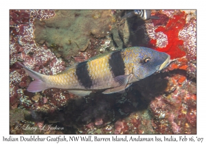 Indian Doublebar Goatfish