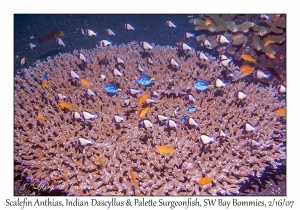 Scalefin Anthias, Indian Dascyllus & Paletter Surgeonfish