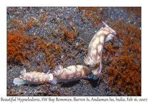 Beautiful Hypselodoris