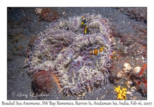 Beaded Sea Anemone