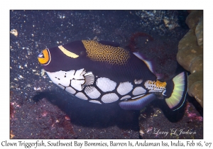 Clown Triggerfish