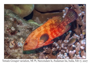 Tomato Grouper variation