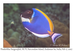 Powderblue Surgeonfish