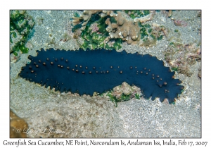 Greenfish Sea Cucumber