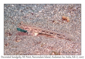 Decorated Sandgoby