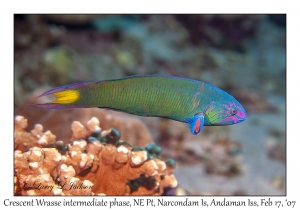 Crescent Wrasse intermediate phase