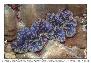 Boring Giant Clam