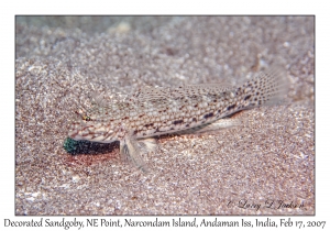 Decorated Sandgoby