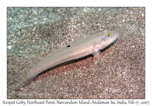 Sixspot Goby