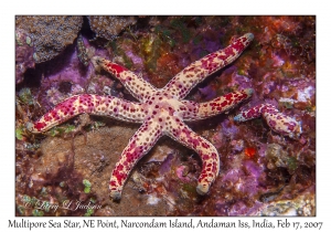 Multipore Sea Star