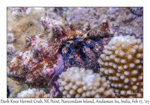 Dark Knee Hermit Crab