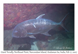 Giant Trevally