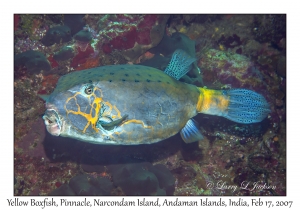 Yellow Boxfish