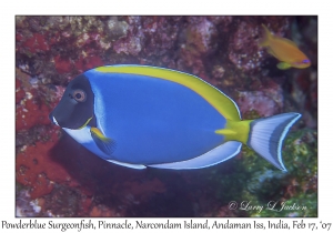 Powderblue Surgeonfish