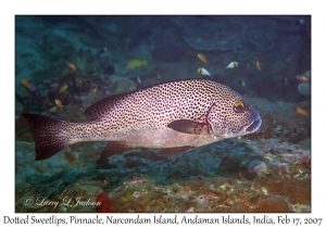 Dotted Sweetlips