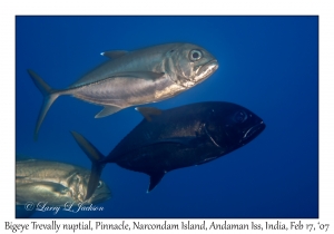 Bigeye Trevally nuptial