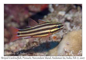 Striped Cardinalfish