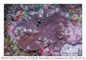 Merten's Carpet Anemone