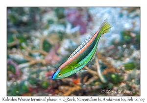 Kaleidos Wrasse terminal phase