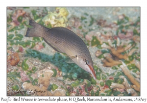 Pacific Bird Wrasse intermediate phase