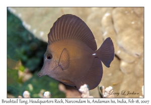 Brushtail Tang