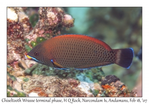 Chiseltooth Wrasse terminal phase