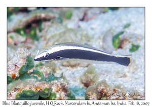 Blue Blanquillo juvenile