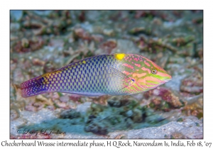 Checkerboard Wrasse intermediate phase