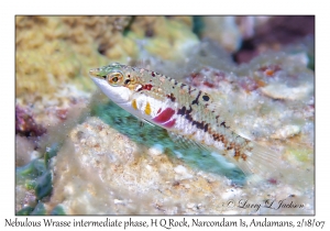 Nebulous Wrasse intermediate phase