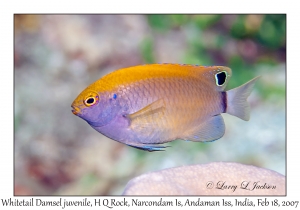 Whitetail Damsel juvenile